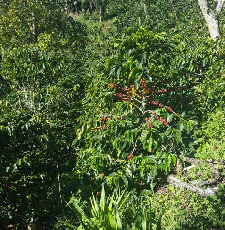 Photo for Finca Genesis