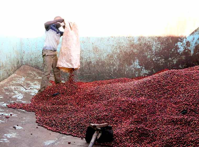 Coffee cherry at Kii Wetmill