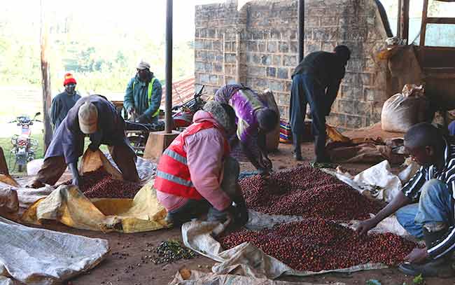 Coffee sorting at Kii Wetmill