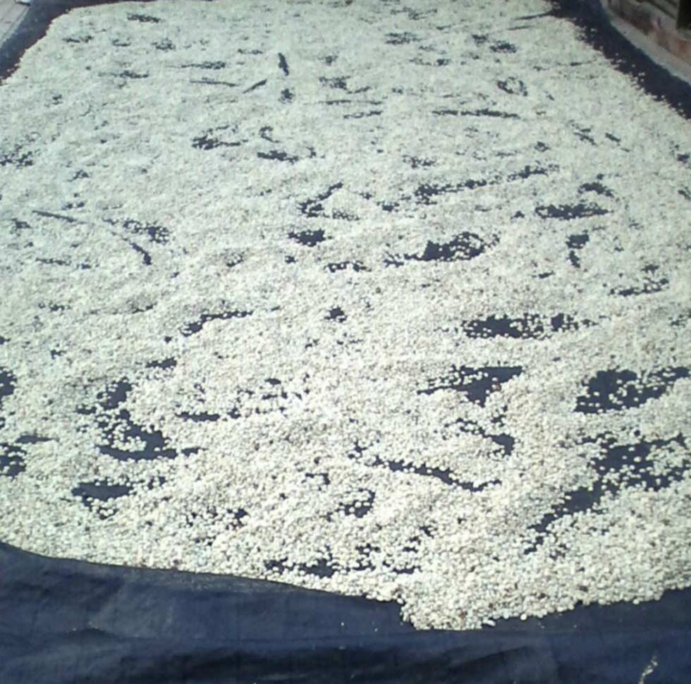 Coffee drying beds at Divino Niño