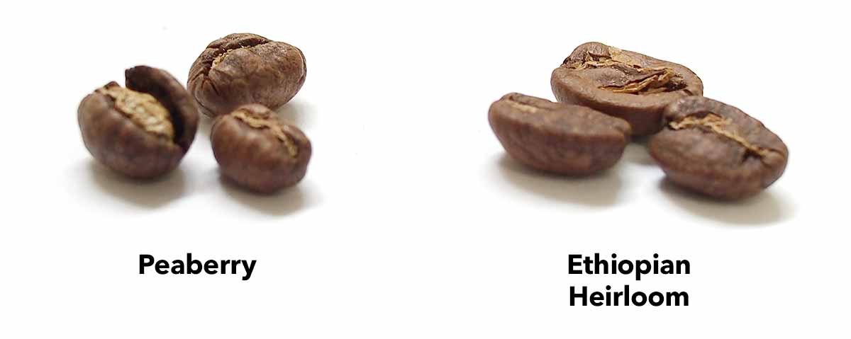 Comparing a peaberry bean with a typical bean (in this case, Ethiopian Heirloom)